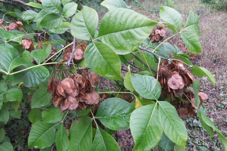 Image of Ptelea trifoliata specimen.