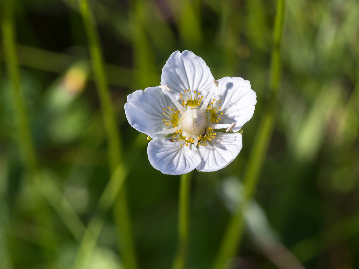 Изображение особи Parnassia palustris.