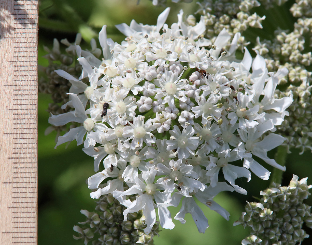 Image of Heracleum sosnowskyi specimen.