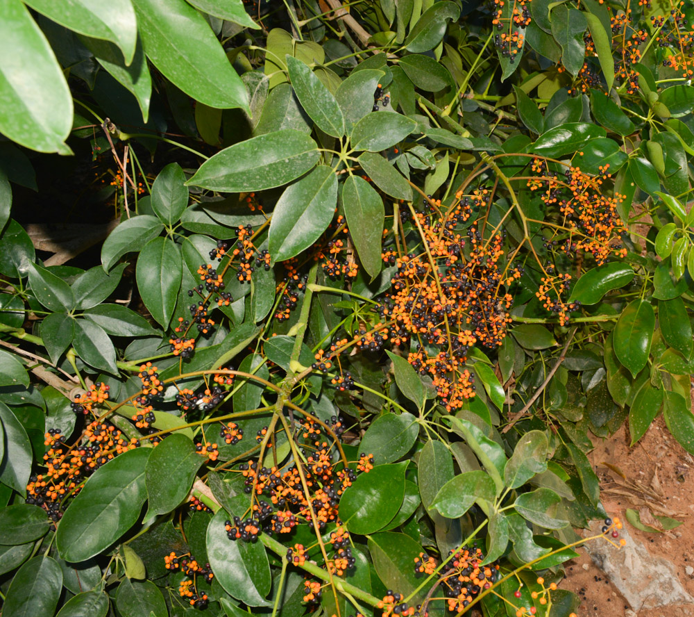 Image of Schefflera digitata specimen.