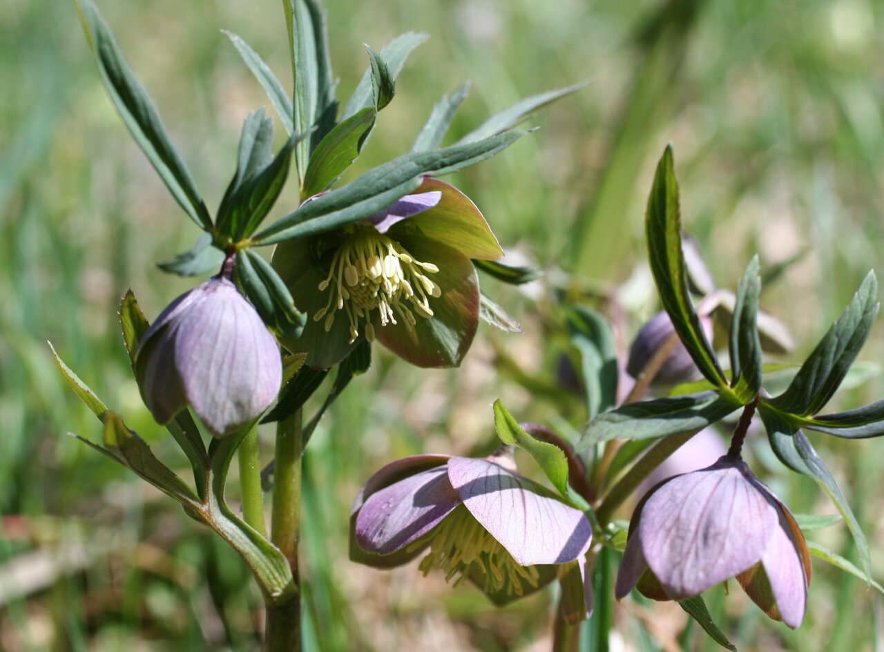 Image of Helleborus purpurascens specimen.