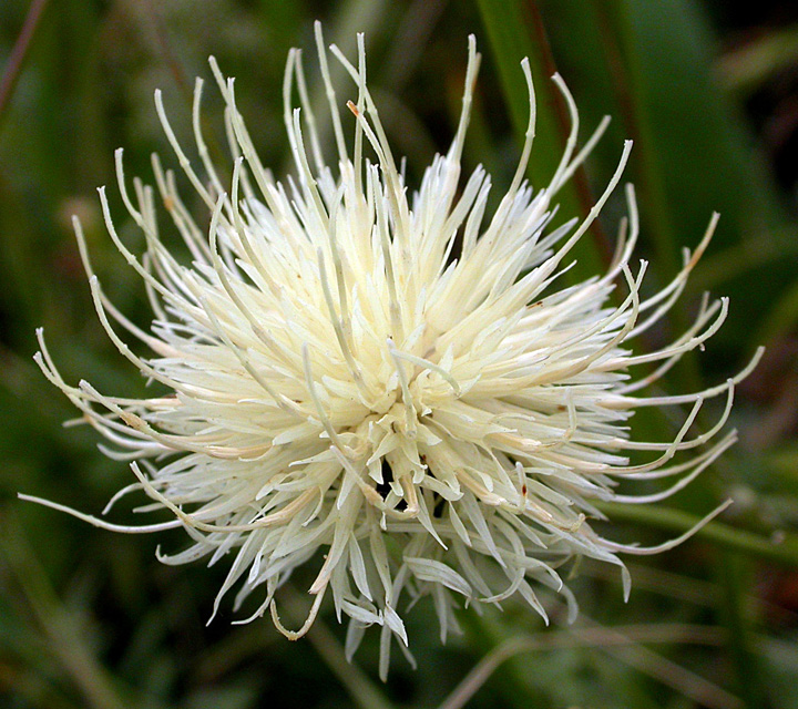 Image of Rhaponticoides ruthenica specimen.