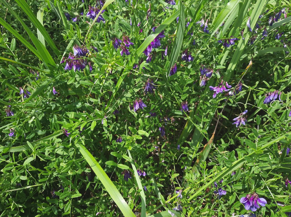 Image of genus Vicia specimen.