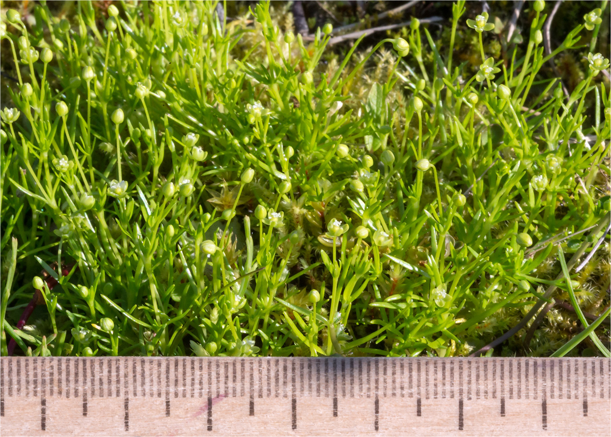 Image of Sagina procumbens specimen.