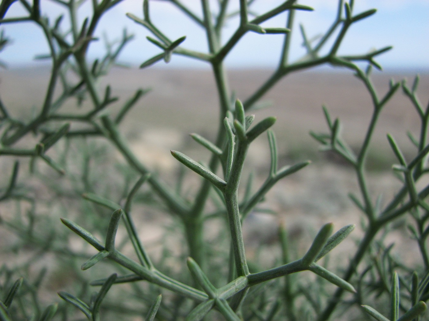 Image of Bilacunaria caspica specimen.