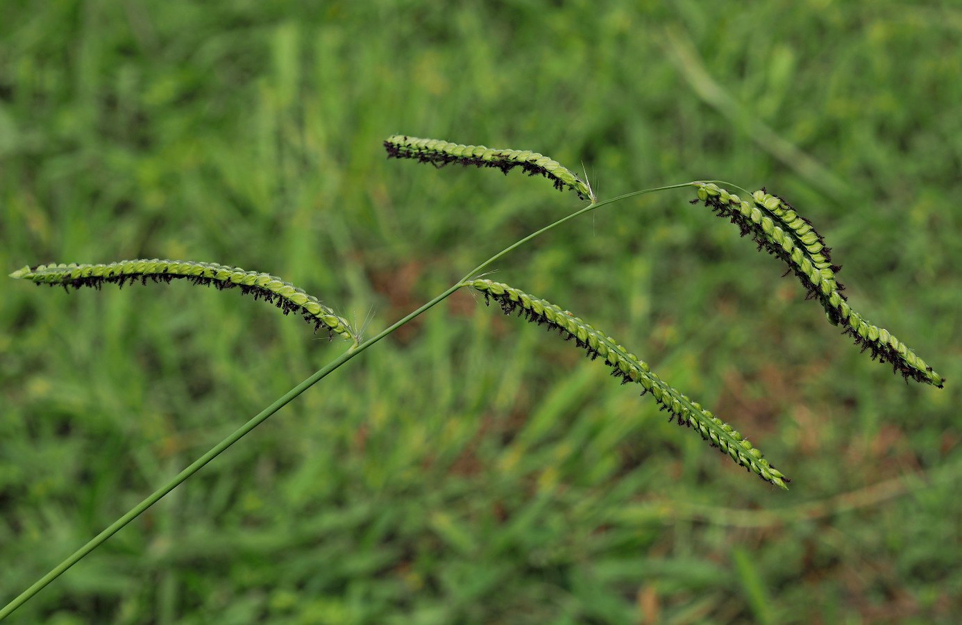 Изображение особи Paspalum dilatatum.