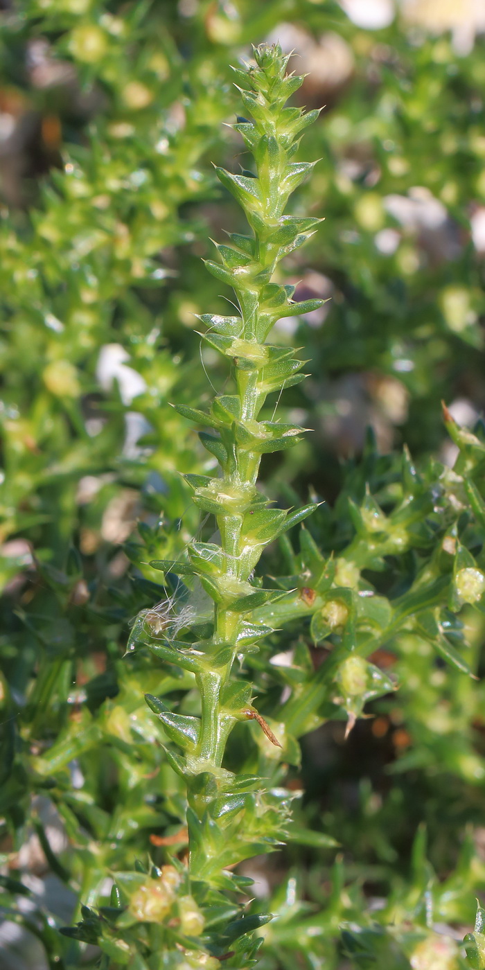 Изображение особи Salsola pontica.