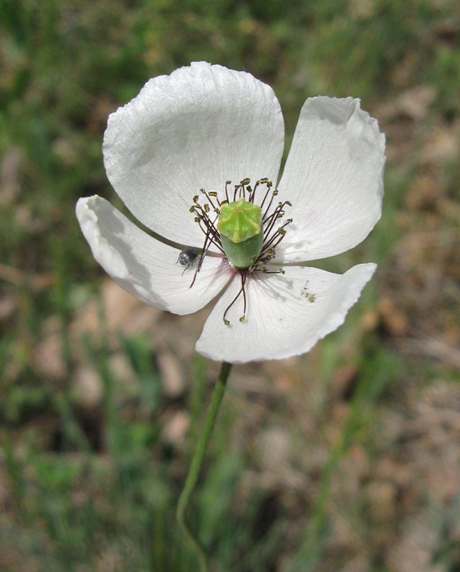 Image of Papaver albiflorum specimen.