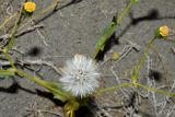 Senecio subdentatus. Часть плодоносящего растения (вид сверху). Узбекистан, Наманганская обл., Ферганская долина, Мингбулакские пески, склон бархана. 14.05.2021.