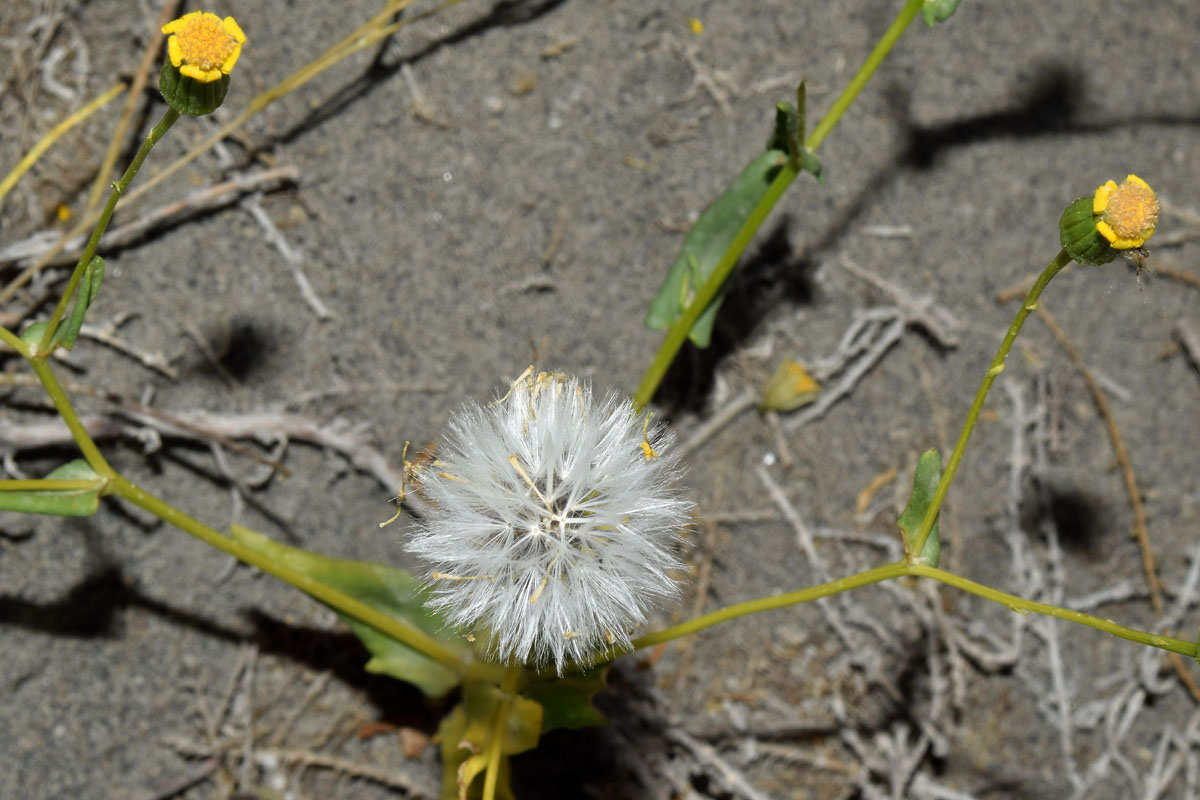 Image of Senecio subdentatus specimen.