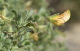 Ononis natrix subspecies ramosissima. Верхушка побега с цветком. Испания, автономное сообщество Каталония, провинция Жирона, комарка Баш Эмпорда, муниципалитет Паламос, пляж. 24.10.2021.