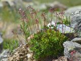 Saxifraga kolenatiana