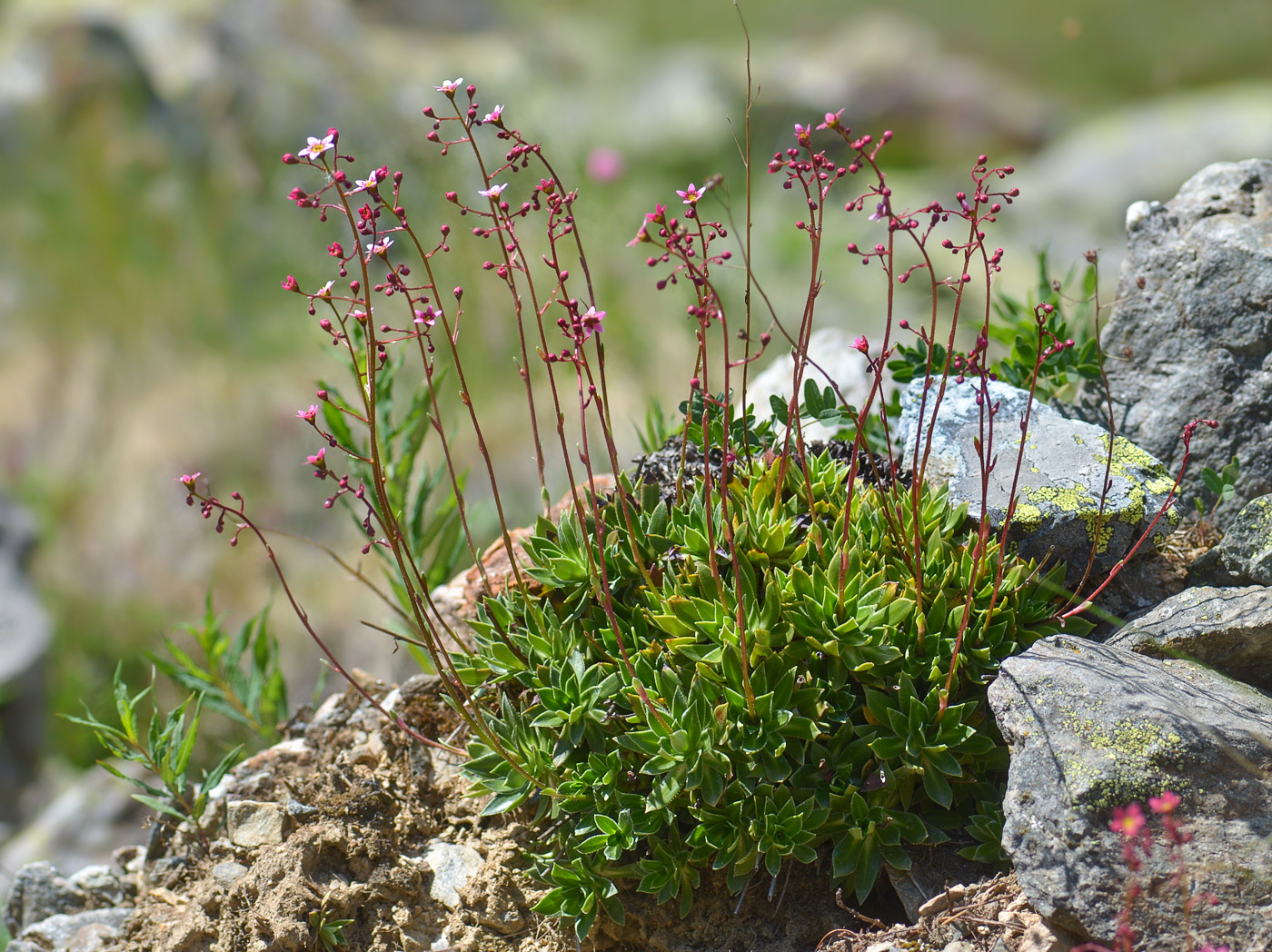 Изображение особи Saxifraga kolenatiana.