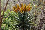 Aloe ferox