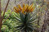 Aloe ferox. Цветущее растение. Израиль, г. Иерусалим, ботанический сад университета. 01.05.2019.