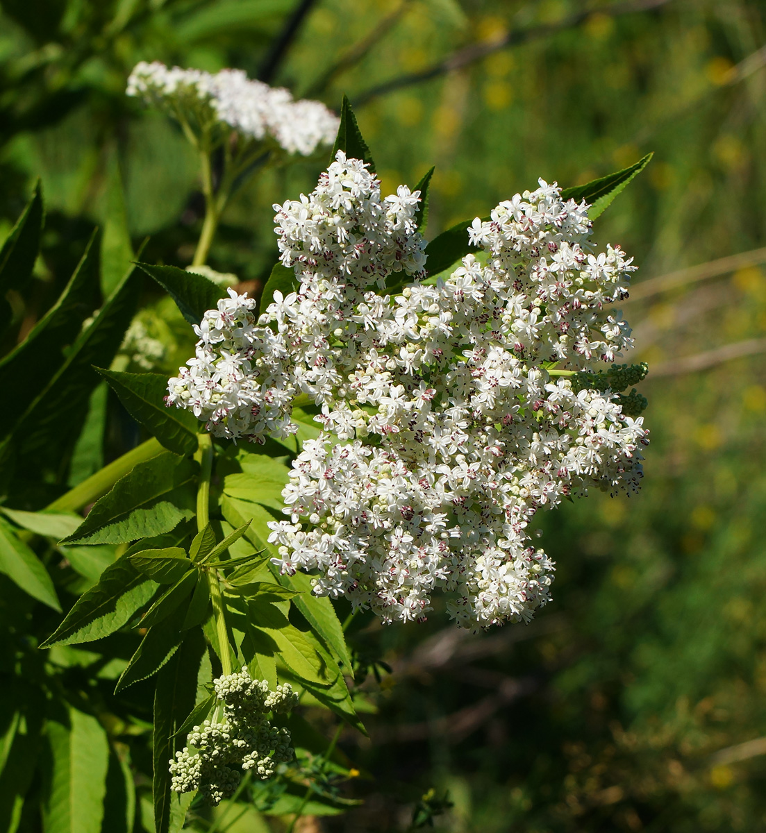 Изображение особи Sambucus ebulus.