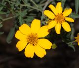 Image of taxon representative. Author is Татьяна Мальчинская
