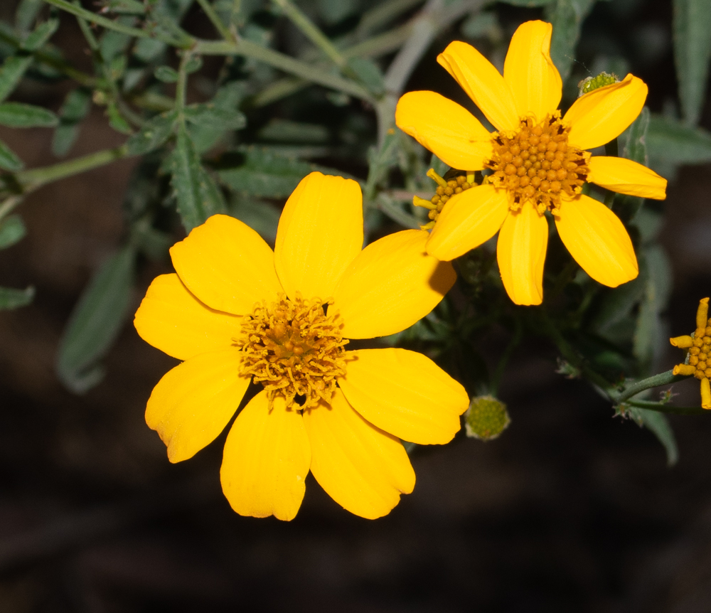 Изображение особи Tagetes lemmonii.