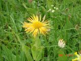 Inula orientalis. Верхушка побега с соцветием. Карачаево-Черкесия, Карачаевский р-н. 06.06.2010.