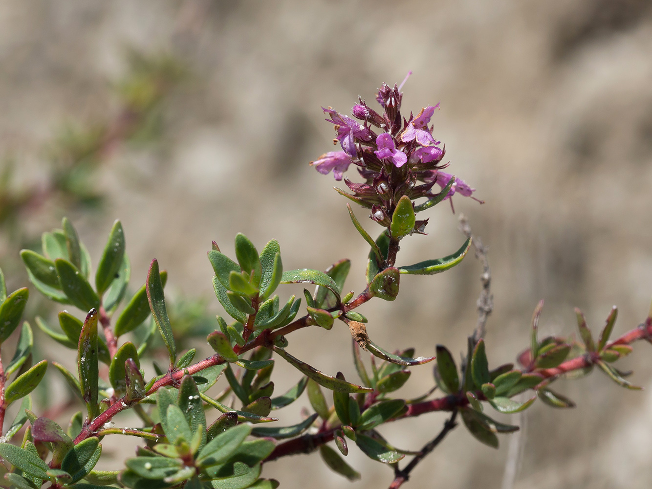 Изображение особи Thymus pulchellus.