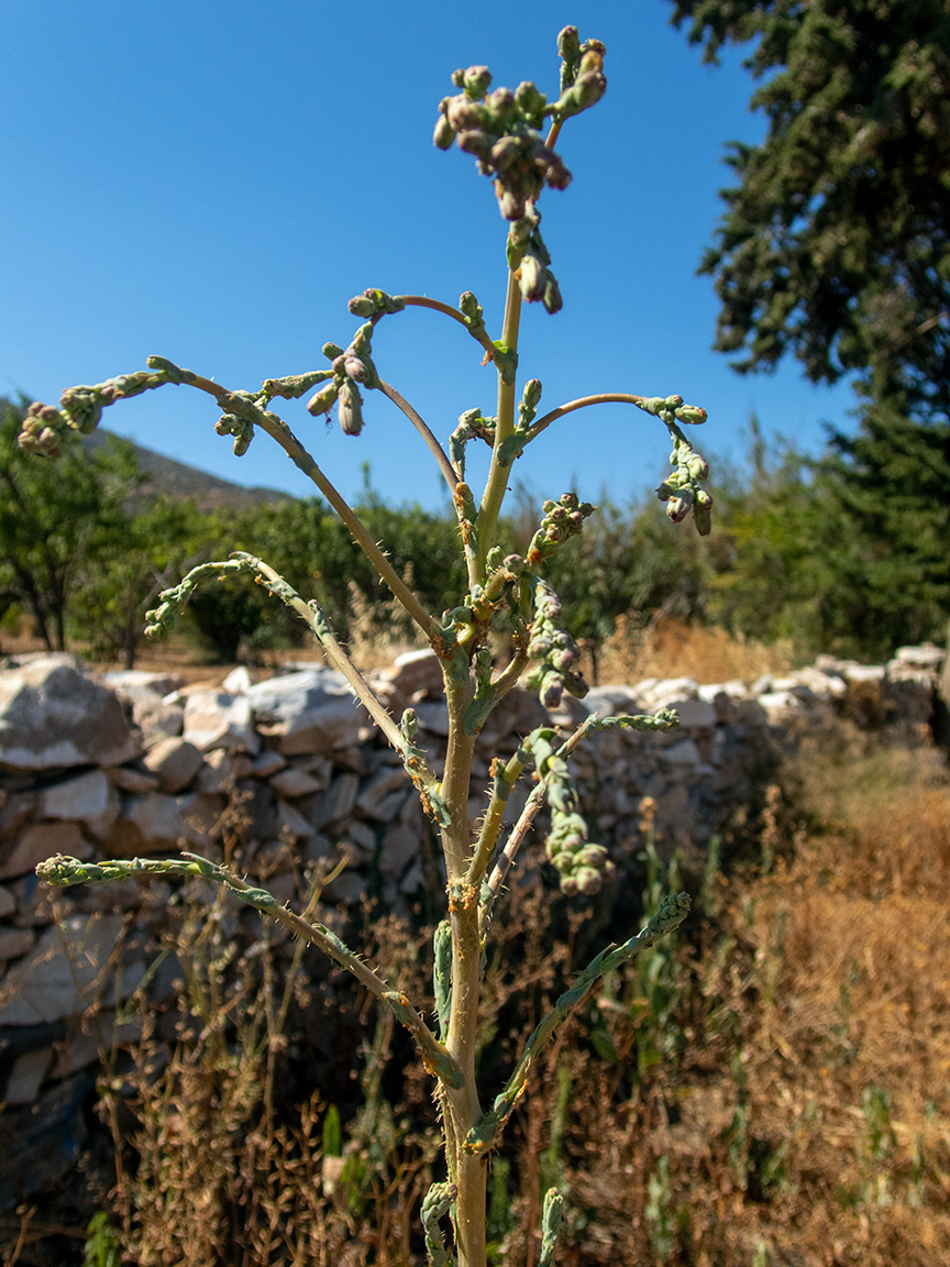 Изображение особи Lactuca virosa.