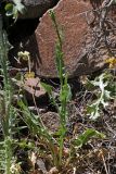 Crepis pulchra subspecies turkestanica
