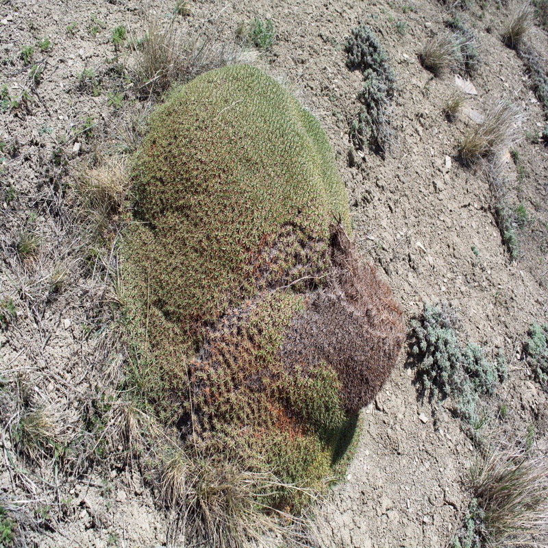 Image of Acantholimon schemachense specimen.