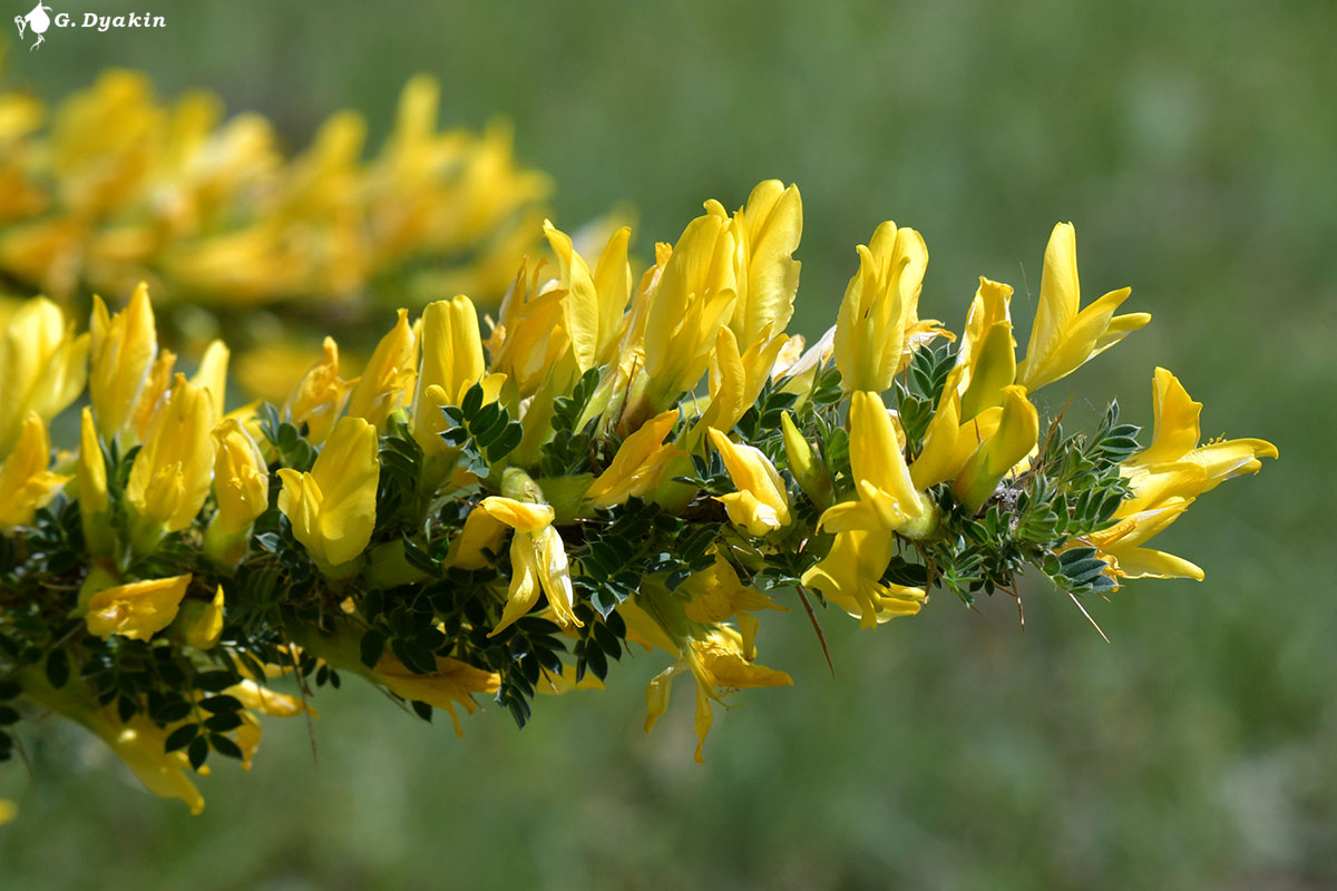 Image of Caragana pleiophylla specimen.