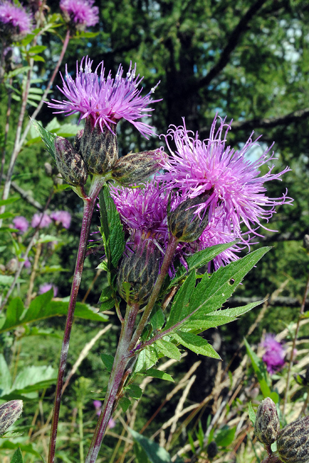 Изображение особи Serratula coronata.