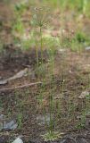 Androsace septentrionalis