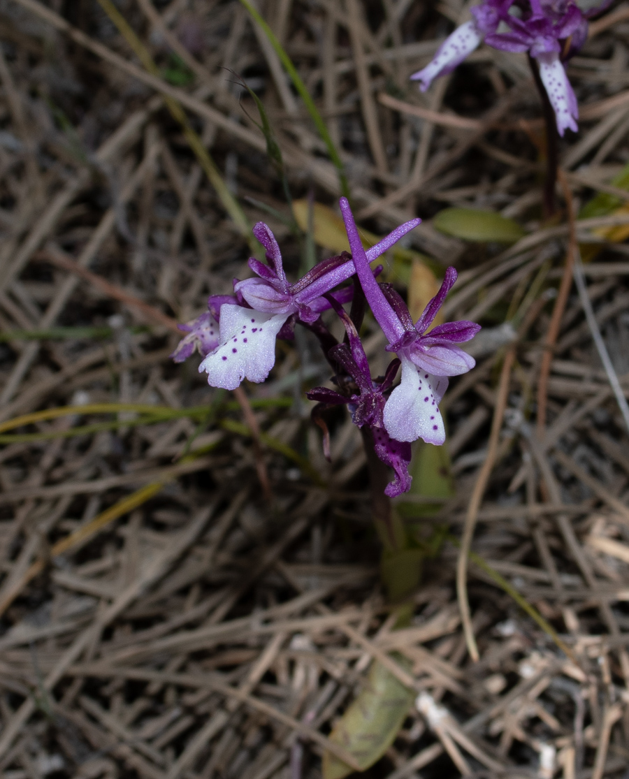 Image of Orchis anatolica specimen.