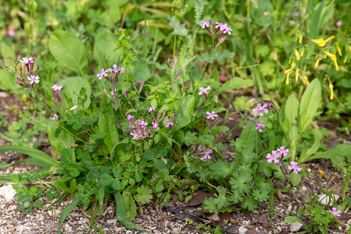 Изображение особи Silene aegyptiaca.