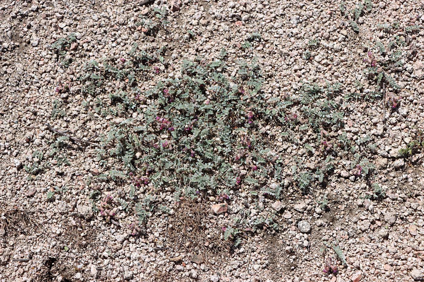 Image of Oxytropis jucunda specimen.