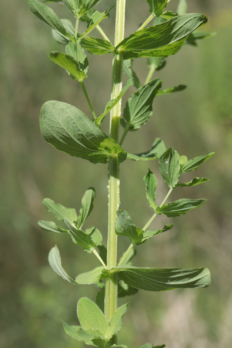Изображение особи Hypericum tetrapterum.