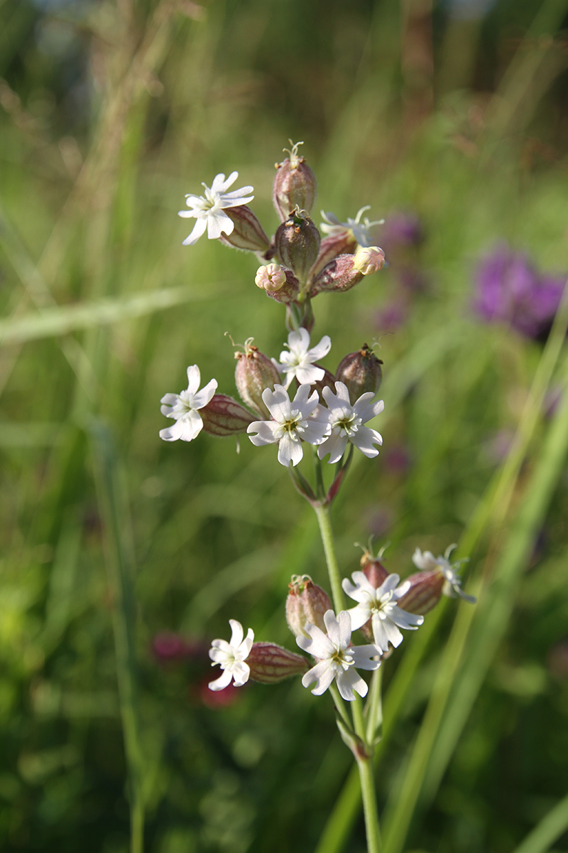 Image of Silene amoena specimen.