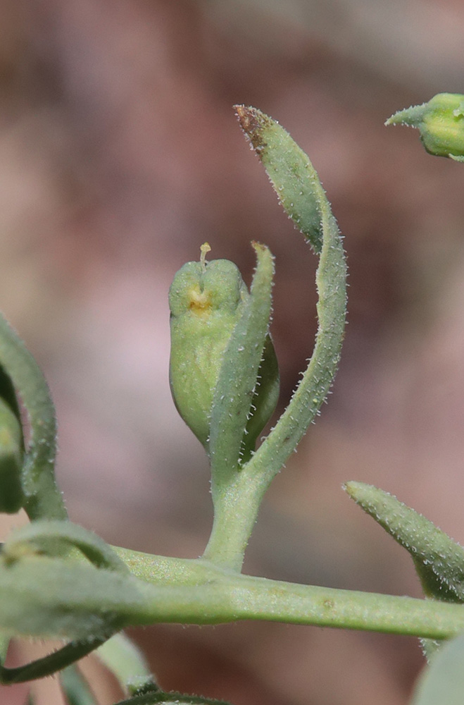 Image of genus Thesium specimen.