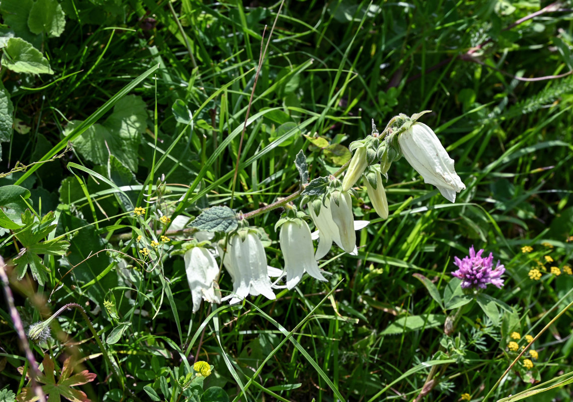 Изображение особи Campanula alliariifolia.