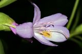 Rhododendron ponticum. Цветок. Республика Абхазия, р. Кяласур. 23.08.2009.