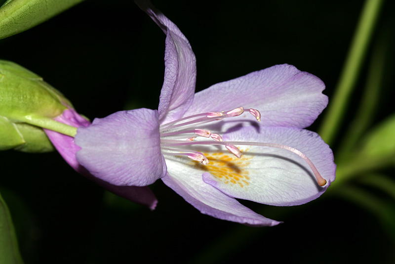 Изображение особи Rhododendron ponticum.