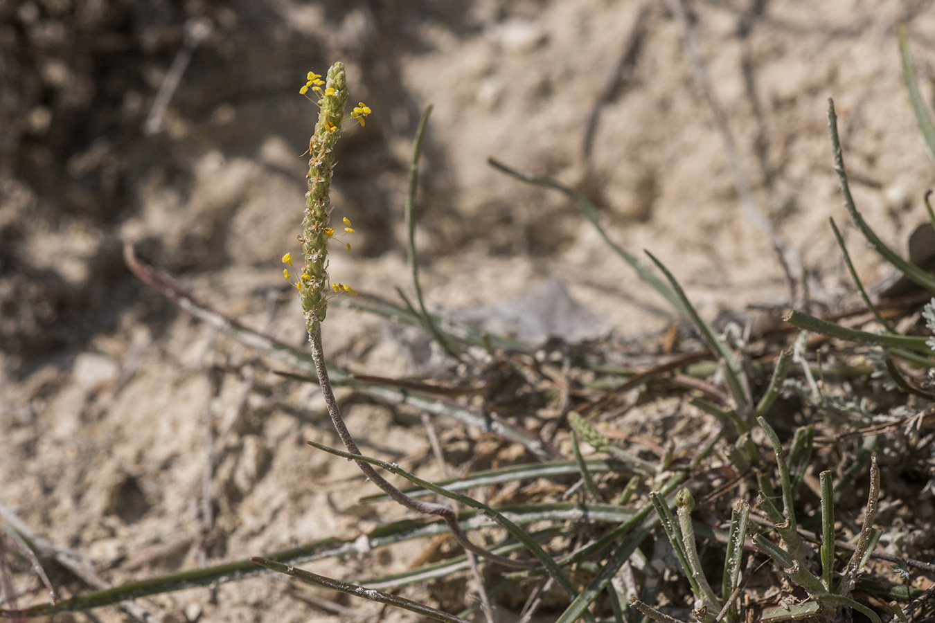 Image of Plantago salsa specimen.