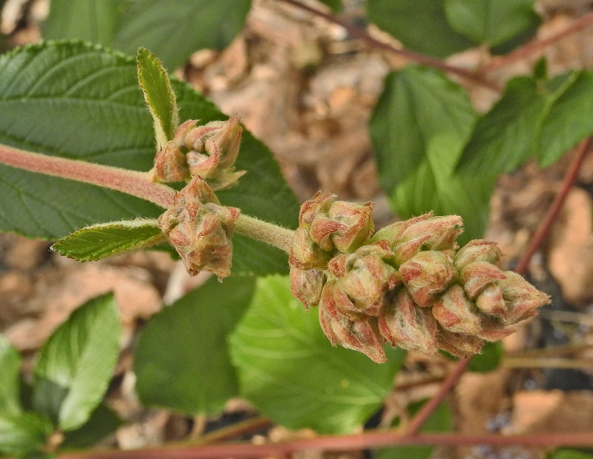 Изображение особи Ceanothus &times; delileanus.