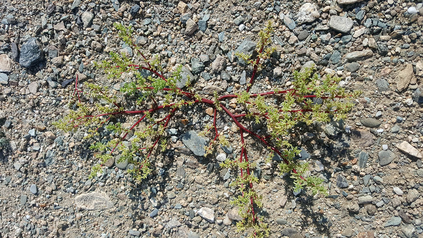 Изображение особи Micropeplis arachnoidea.