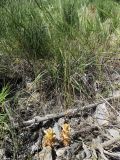 Orobanche gigantea. Цветущие растения в сообществе с эфедрой (Ephedra sp.) и злаками (Taeniatherum crinitum). Казахстан, Южно-Казахстанская обл., Сырдарья-Туркестанский государственный региональный природный парк, Боралдайский филиал, ≈ 750 м н.у.м., каменистый склон. 21.05.2018.