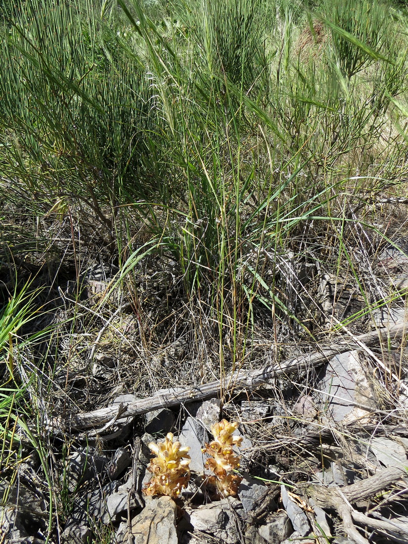 Image of Orobanche gigantea specimen.