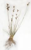Juncus compressus
