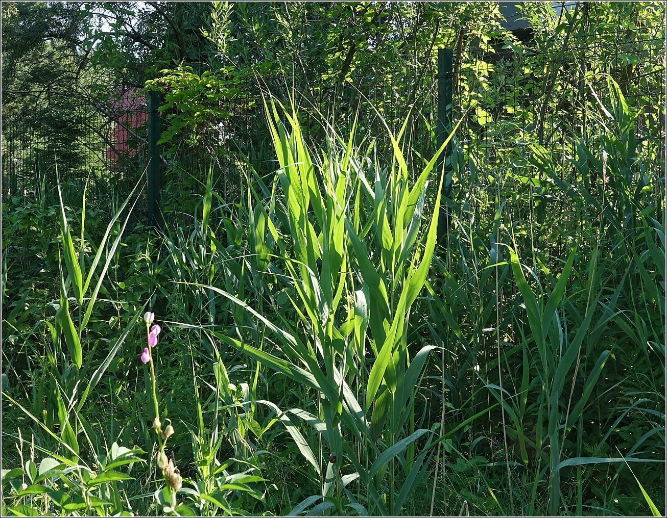 Изображение особи Phragmites australis.