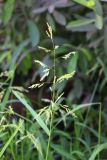 Leersia oryzoides