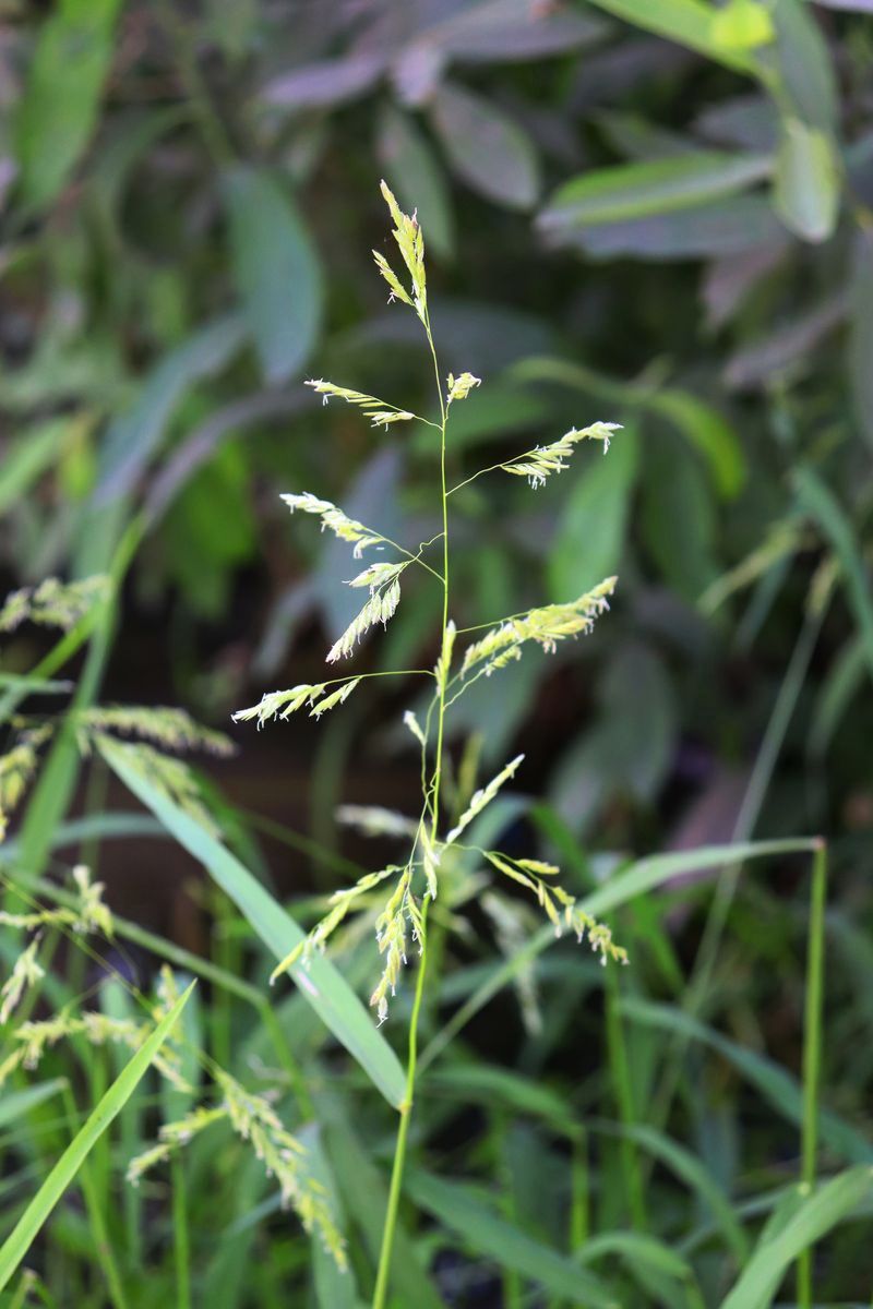 Image of Leersia oryzoides specimen.