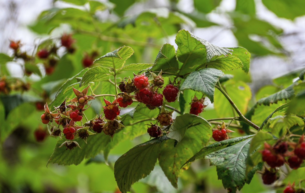 Изображение особи род Rubus.