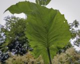 Silphium perfoliatum. Лист (абаксиальная поверхность). Москва, ГБС, экспозиция растений природной флоры России. 15.09.2022.